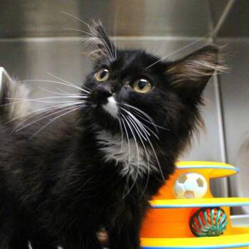 Beans -  Domestic Short Hair Cat for Adoption in Des Moines, Iowa - Beans | PetCurious