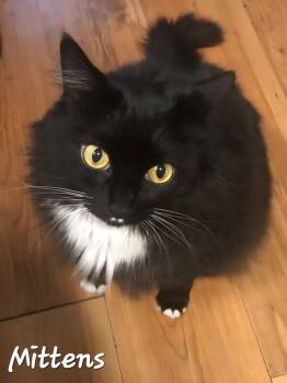 Domestic Long Hair Cats Available for Adoption in Chilliwack, British Columbia - Mittens  | PetCurious