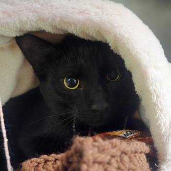 Domestic Short Hair Cats Available for Adoption in San Jacinto, California - Spoons | PetCurious