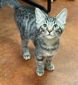 TIG -  Domestic Short Hair Cat for Adoption in Louisville, Kentucky - TIG | PetCurious
