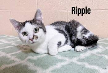 Domestic Short Hair Cats Available for Adoption in Clearfield, Kentucky - Ripple | PetCurious