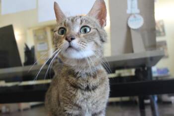 Skadi -  Domestic Short Hair Cat for Adoption in Chestertown, Maryland - Skadi | PetCurious