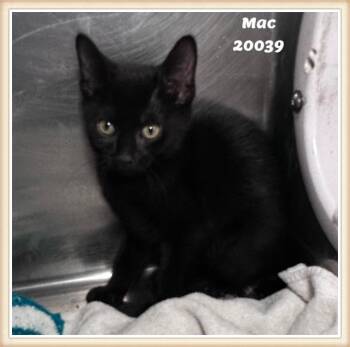 MAC -  Domestic Short Hair and Bombay Cat for Adoption in Marietta, Georgia - MAC | PetCurious