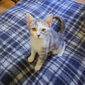 Rescue Domestic Short Hair Cats for Adoption in Madison, Wisconsin - Cubby | PetCurious