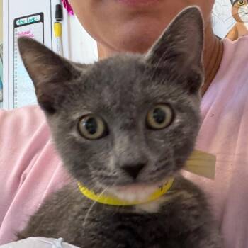 Shayla -  Domestic Short Hair Cat for Adoption in Nashville, Tennessee - Shayla | PetCurious