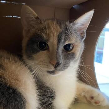Domestic Short Hair Cats Available for Adoption in Gloucester, Virginia - Beaker | PetCurious