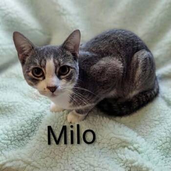 Milo -  Tabby Cat for Adoption in Wyandotte, Michigan - Milo | PetCurious