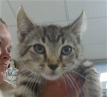 Domestic Short Hair Cats Available for Adoption in Oklahoma City, Oklahoma - A474011 | PetCurious
