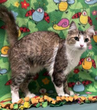 Violet -  Domestic Long Hair Cat for Adoption in Madison, Georgia - Violet | PetCurious