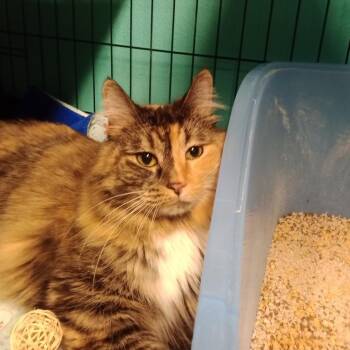 Jazzmyn -  Domestic Long Hair Cat for Adoption in Las Vegas, Nevada - Jazzmyn | PetCurious