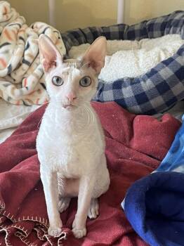 Cornish Rex Cats Available for Adoption - BUTTERS | PetCurious