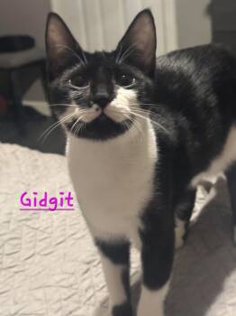 Gidgit -  Domestic Short Hair Cat for Adoption in Shrewsbury, Massachusetts - Gidgit | PetCurious