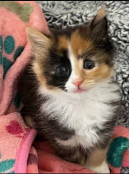 Rescue Domestic Medium Hair and Calico Cats for Adoption in Campbell, California - Calista | PetCurious