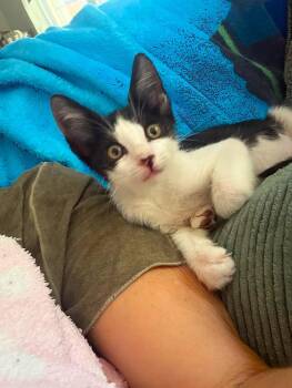 Sparky -  Tuxedo and Domestic Short Hair Cat for Adoption in Pompano Beach, Florida - Sparky | PetCurious
