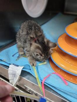 Skitter -  Domestic Short Hair Cat for Adoption in Westland, Michigan - Skitter | PetCurious