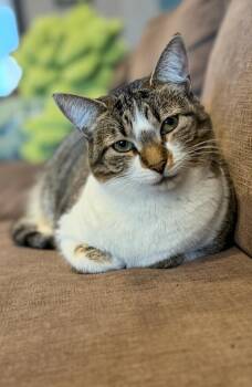 Domestic Short Hair Cats Available for Adoption - FAVA | PetCurious