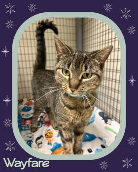 Rescue Domestic Short Hair Cats for Adoption in Providence, Rhode Island - Wayfare | PetCurious