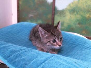 Domestic Short Hair Cats Available for Adoption in Houston, Texas - SUSU | PetCurious