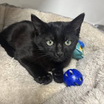 Domestic Short Hair Cats Available for Adoption - Luka | PetCurious
