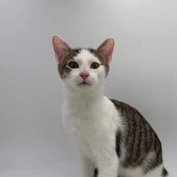 Huckleberry Pie -  Domestic Short Hair Cat for Adoption in State College, Pennsylvania - Huckleberry Pie | PetCurious