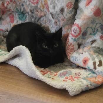 Rescue American Shorthair Cats for Adoption in Houston, Texas - Chop Stick | PetCurious