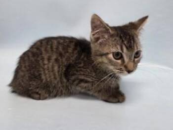 Trip -  Domestic Short Hair Cat for Adoption in Woodbury, Minnesota - Trip | PetCurious