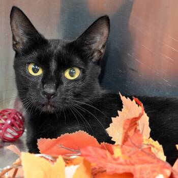Artiuno (FIV positive) -  Domestic Short Hair Cat for Adoption in Sanford, Florida - Artiuno (FIV Positive) | PetCurious