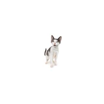 Bonfire -  Domestic Short Hair Cat for Adoption in Los Angeles, California - Bonfire | PetCurious