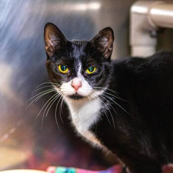 Lilac (bonded with Sleepy) -  Domestic Short Hair Cat for Adoption - Lilac (bonded With Sleepy) | PetCurious