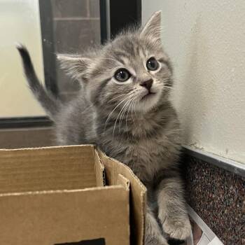 Cady Longmire -  Domestic Short Hair Cat Available for Adoption in Cheyenne, Wyoming - Cady Longmire | PetCurious