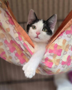 Rescue Domestic Short Hair Cats for Adoption in Novato, California - Dale | PetCurious