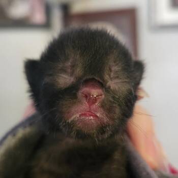 Dumpling -  Domestic Short Hair Cat Available for Adoption in Middletown, Ohio - Dumpling | PetCurious