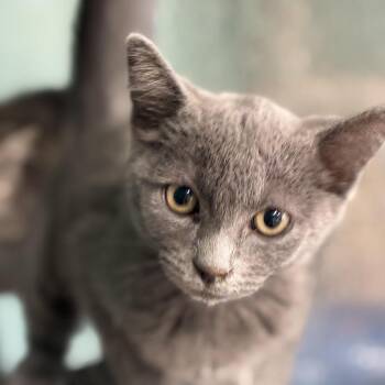 Colonel Mustard -  Domestic Short Hair Cat for Adoption in South Elgin, Illinois - Colonel Mustard | PetCurious