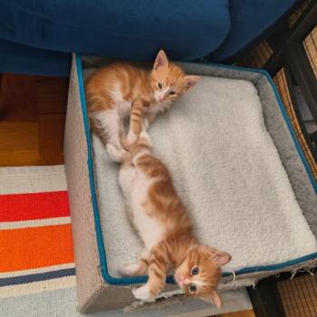Maui -  Domestic Short Hair Cat for Adoption - Maui | PetCurious