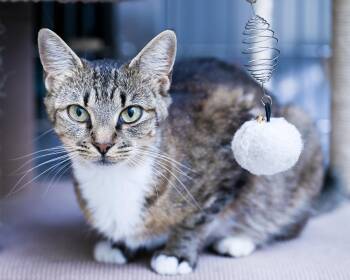 Mahjong -  Tabby and Domestic Short Hair Cat for Adoption in Chattanooga, Tennessee - Mahjong | PetCurious
