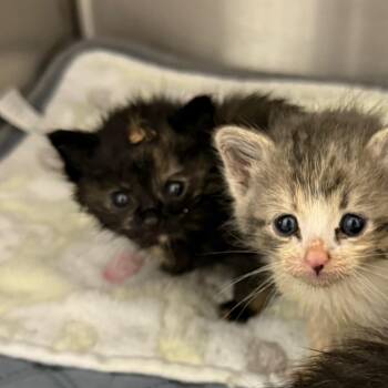 Rollie Pollie -  Domestic Short Hair Cat for Adoption in Spring Hill, Kansas - Rollie Pollie | PetCurious