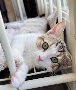 Dandy -  Tuxedo and Tabby Cat for Adoption in Lucas, Texas - Dandy | PetCurious