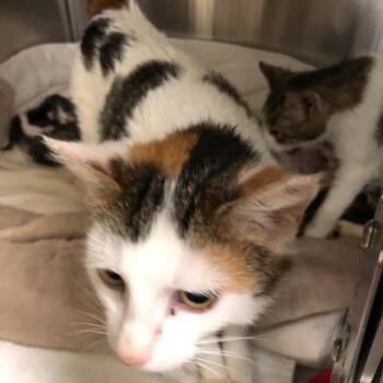 Biscuit -  Domestic Short Hair Cat for Adoption - Biscuit | PetCurious