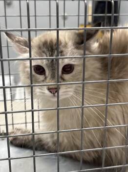 Domestic Medium Hair Cats Available for Adoption in Las Vegas, Nevada - PRINCESS LEIA | PetCurious