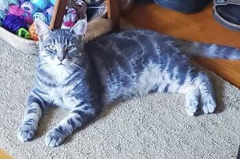 Cooper -  Domestic Short Hair Cat for Adoption in Salem, New Hampshire - Cooper | PetCurious