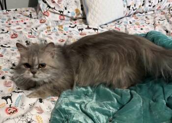 Domestic Long Hair Cats Available for Adoption - Bella | PetCurious
