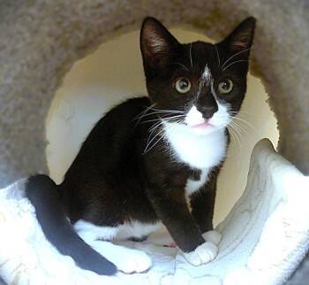 Kitten Drambuie -  Domestic Short Hair Cat for Adoption in Seal Beach, California - Kitten Drambuie | PetCurious