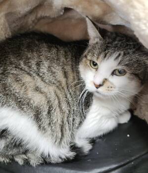Tulip -  Domestic Short Hair Cat for Adoption in Medfield, Massachusetts - Tulip | PetCurious