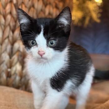 Rescue Domestic Short Hair Cats for Adoption in Rochester, Minnesota - Delta | PetCurious