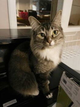 Rescue Domestic Short Hair and Tabby Cats for Adoption in Hillsboro, Oregon - MURPHY #1720 - Offered By Owner - Female | PetCurious