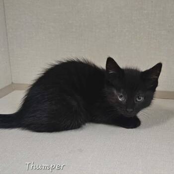 Thumper -  Domestic Short Hair Cat Available for Adoption in Wapakoneta, Ohio - Thumper | PetCurious