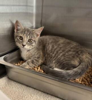 BELLINI -  Domestic Short Hair Cat for Adoption in Hagerstown, Maryland - BELLINI | PetCurious