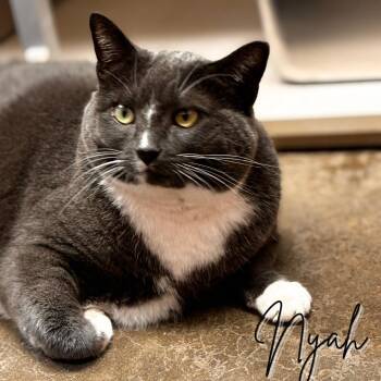 Rescue Domestic Short Hair Cats for Adoption in Janesville, Wisconsin - Nyah | PetCurious