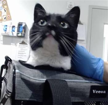 Domestic Short Hair Cats Available for Adoption in San Francisco, California - OLIVER | PetCurious