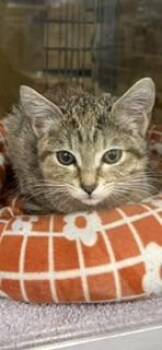 Beanie -  Domestic Short Hair Cat for Adoption in Phoenix, Arizona - Beanie | PetCurious